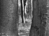 Z_AS_Durchblick Darsser Wald