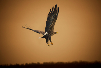 CF_Seeadler