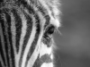 CF_Zebra