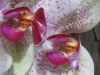 JL_Orchidetails.jpg