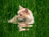 WB_Katze im Wasser