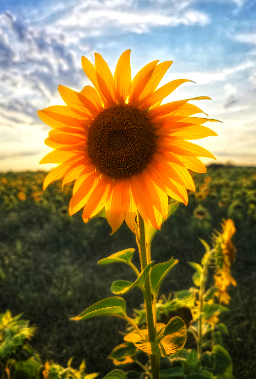 Z_CF_Sonnenblume