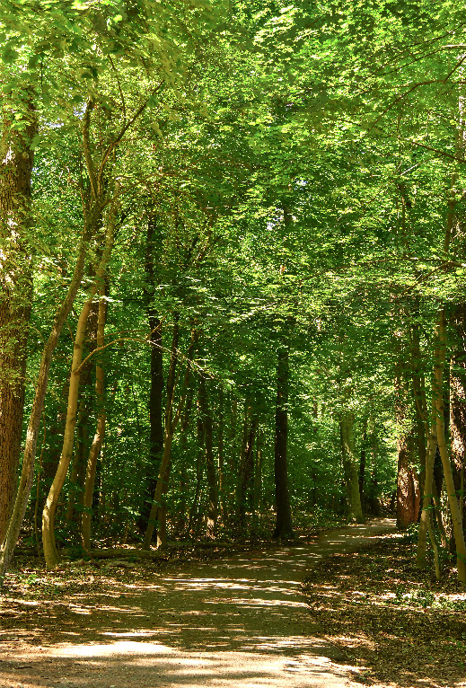 Z_PS_Waldweg