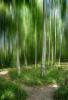 Z_WB_Teilgestischer-Birkenwald