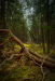 CF_Wald-Darss