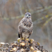 Z_CL_Maeusebussard
