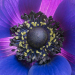 Z_DH_Anemone