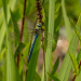 Z_DH_Blaue-Libelle