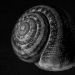 Z_DH_Schnecke
