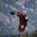 Z_HS_Steinadler_Oetztal