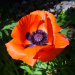 Z_LS_Tuerkischer Mohn