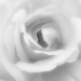 Z_LS_Weisse-Rose