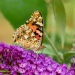 Z_PS_Bluetenflieger