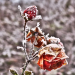 Z_PS_Winterrose