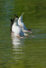 Z_RP_Graugaense-Synchronschwimmen