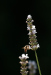 Z_SH_Lecker_Lavendel