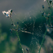 Z_SH_Netz-im-Gegenlicht