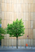 Z_SH_Stadtbaum_mit_Kumpel