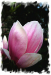 Z_WB_Magnolie