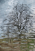 Z_WB_Quantenbaum