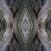 Z_WB_Rinde