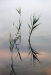 Z_WB_Schilfhalme-im-Wasser