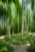 Z_WB_Teilgestischer-Birkenwald