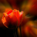 Z_WB_Tulpenfeld