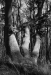 Z_AS_Darsser Urwald