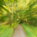 Z_AS_Waldweg im Darsser Wald
