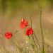 Z_CL_Mohnblumen