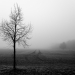 Z_DH_Nebelfeld