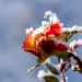 Z_GS_Schneerose