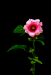 Z_GS_Stockrose