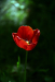 Z_GS_Tulpe im Gegenlicht