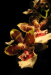 Z_JL_Orchidee