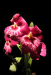 Z_JL_Pink