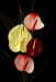Z_LS_Anthurienstrauss