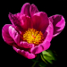Z_LS_Buschrose