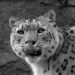 Z_RP_Leopard
