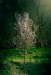 Z_SH_Corona_Fruehling