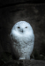 Z_SH_Hedwig