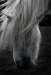 Z_SH_Pony