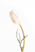 Z_SH_Tulpe_Weiss