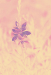 Z_WB_Blumenpastell