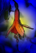 Z_WB_Die Zauberblume