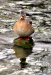 Z_WB_Ente-am-Wasser
