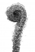 Z_WB_Farnspirale