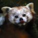 Z_WB_Firefox