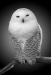 Z_WB_Hedwig